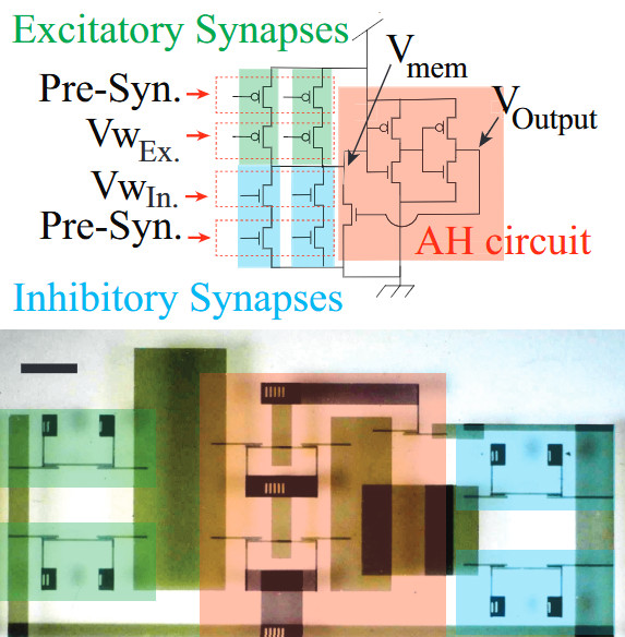 Circuit design and fabricated axon hillock circuit in CMOS OFET.